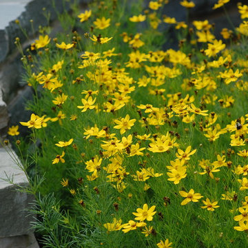 New American Garden