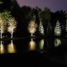 forest yard