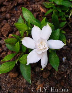 Charles Rennie Mackintosh In Shade My New Garden Continued