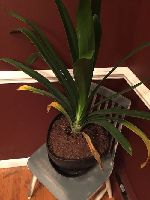 Possible bromeliad yellowing and dying