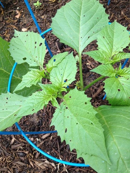 Holes in tomatillo leaves but otherwise healthy