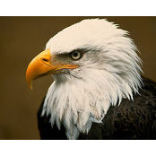 Danilo Zamora's photo