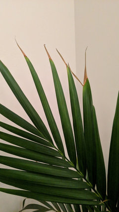 air plant lighting requirements Air Plant Care - How to Grow Tillandsia