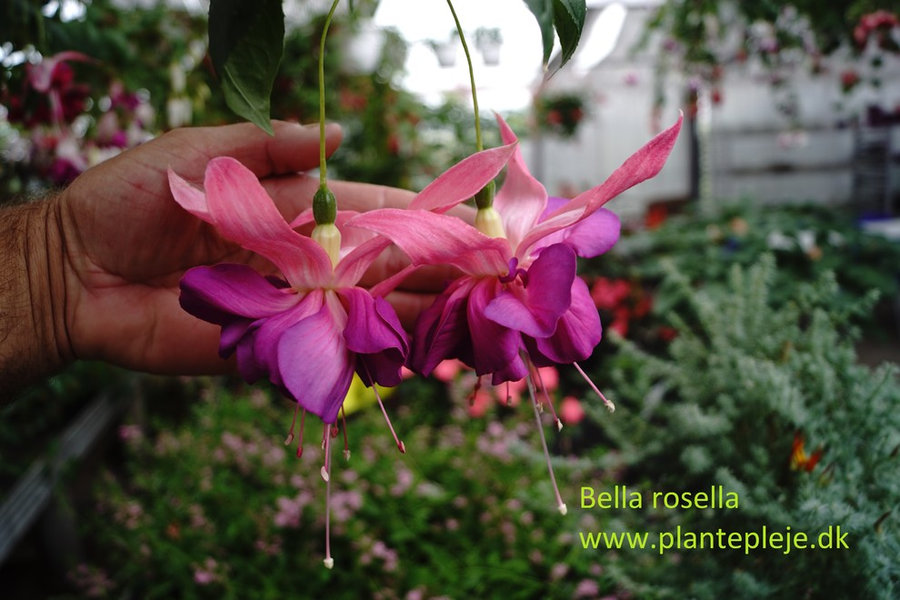 Fuchsia liste 2020 (her ses fotos af en mindre del af de fuchsia vi producere)
