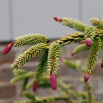 'Skylands' oriental spruce, male cones