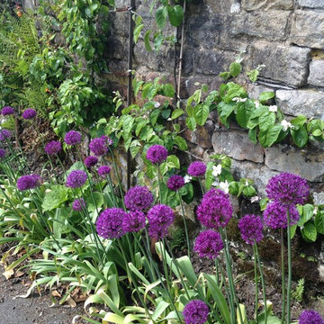 Purple Allium along the wall