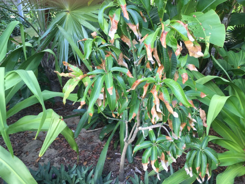 Mango Tree Brown Leaves