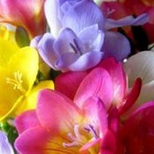 Marga Berends-Hendriksさんの写真