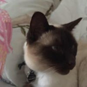 Gina Behar's photo