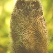 Patrick Walshe's photo