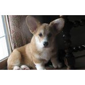 Debra Kahan-Gesualdo's photo