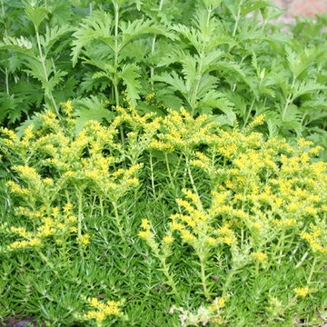 Traditional garden in Northwest Hills