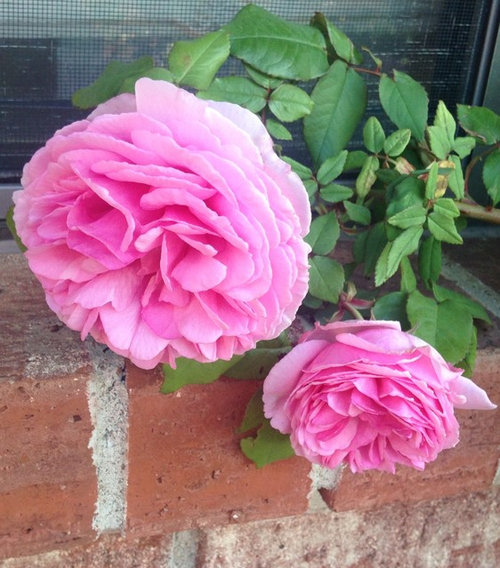 Your favorite Old Garden Roses?