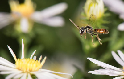 This Tiny, Gentle Bee Keeps Busy