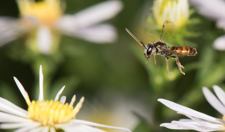 This Tiny, Gentle Bee Keeps Busy