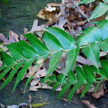 Japanese holly fern