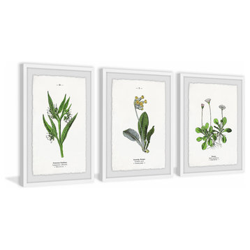 "Pulsatilla Flowers Triptych" Framed Prints, 12"x18", 3-Piece Set