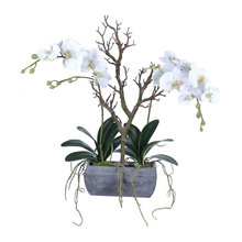 Plants