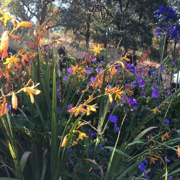 Sonoma County Garden