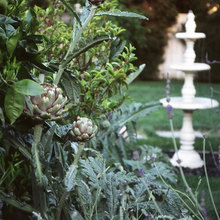 artichoke