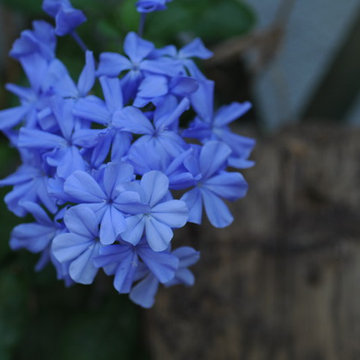 Plumbago capensis 'Bleu Foncé'