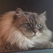 Cherylee Powell's photo