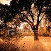 Amber Attell's photo