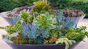 Summer containers...