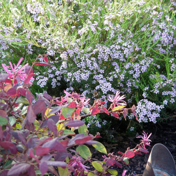 Goleta Front Yard Makeover