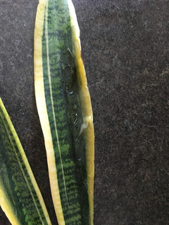 Help with snake plant turning mushy! | Houzz Forum