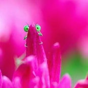 Nika Dementeva's photo