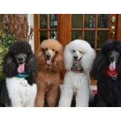 Mindy Lightman Dobrow's photo