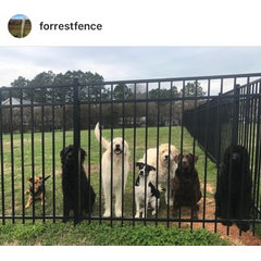 Forrest Fence