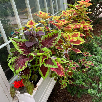 Container Gardens