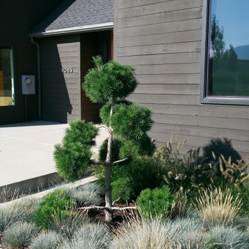 Unique Tree For Modern Front Yard