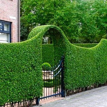 Hedge