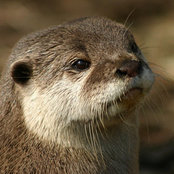 Photo de otteroo