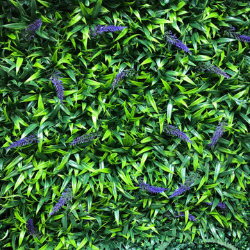 Vertical Garden Plant Species