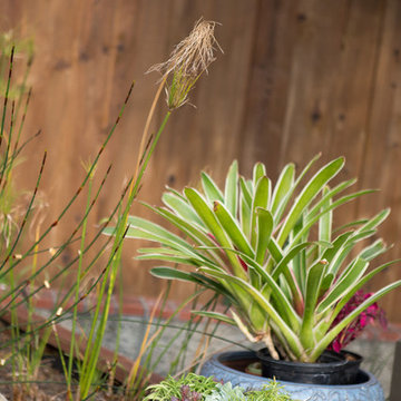 Xeriscape Landscape  - Lush Green with Low-Water Plants