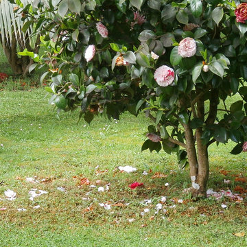 CAMELIAS