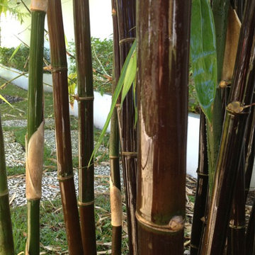 Bamboo Retreat