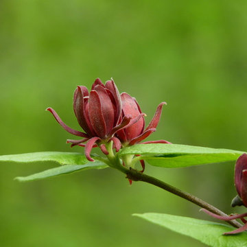 Carolina Allspice (Calycanthus floridus)