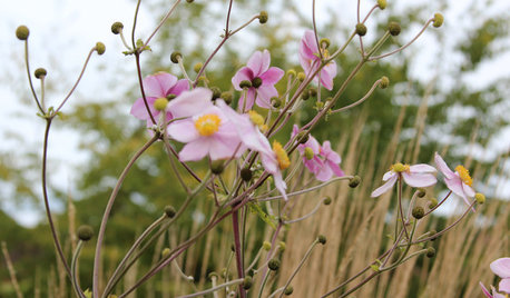 Eingepflanzt: 9 tolle Herbstblumen für Garten und Balkon