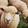 Hibernia Woolen Mills