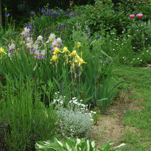 iris garden