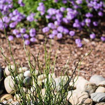 Low-water Drycreek Garden