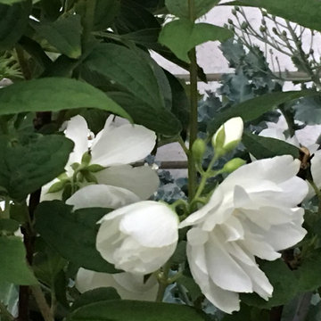 South End "Moon Garden"