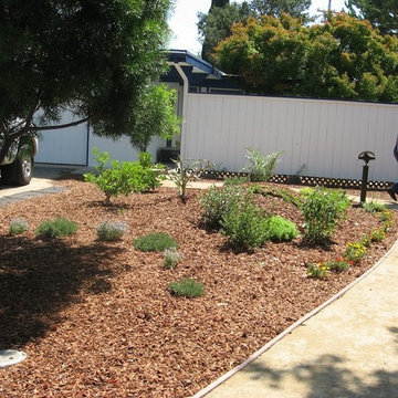 Edible Landscape Lawn Replacement