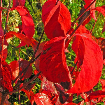 Cornus Forida Showing Off