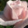 kathy9774